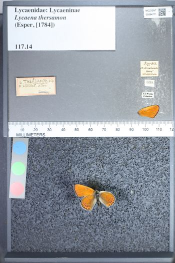 Media type: image;   Entomology 64771